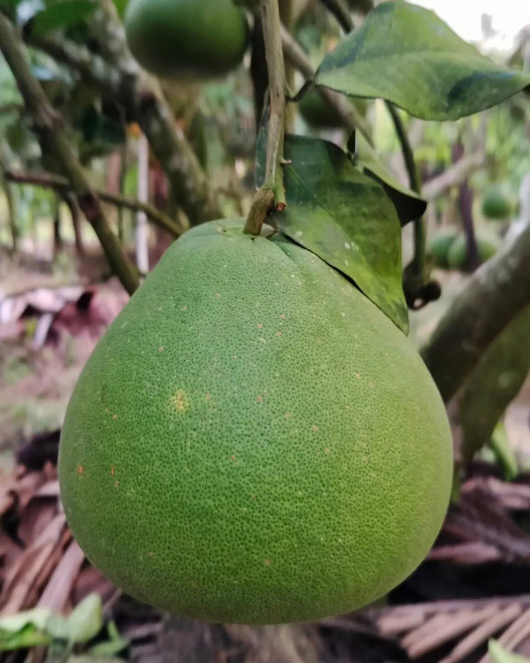 Citrus maxima (Pomelo)