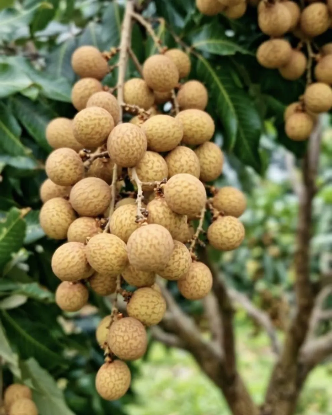 Dimocarpus longan