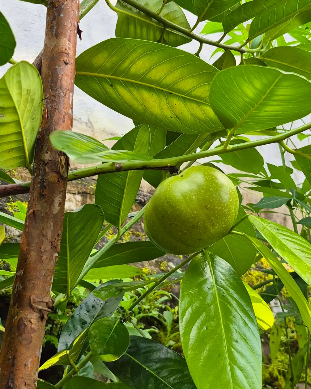 Diospyros digyna