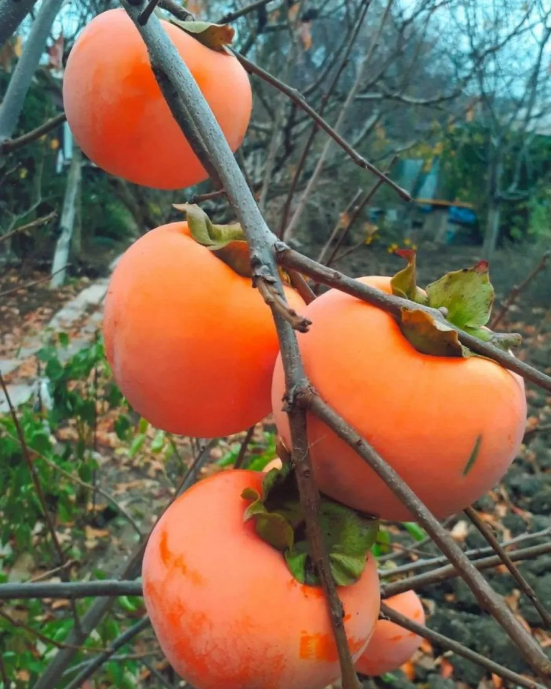 Diospyros kaki (Kaki Persimmon)