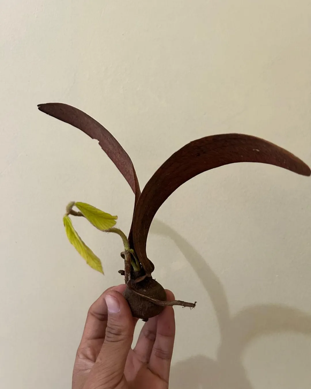 Dipterocarpus gracilis
