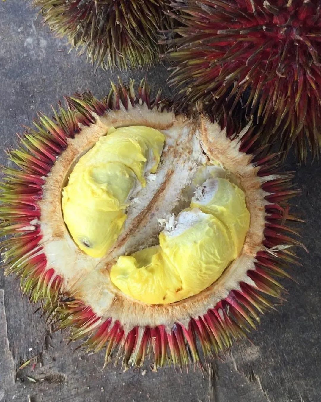 Durio dulcis