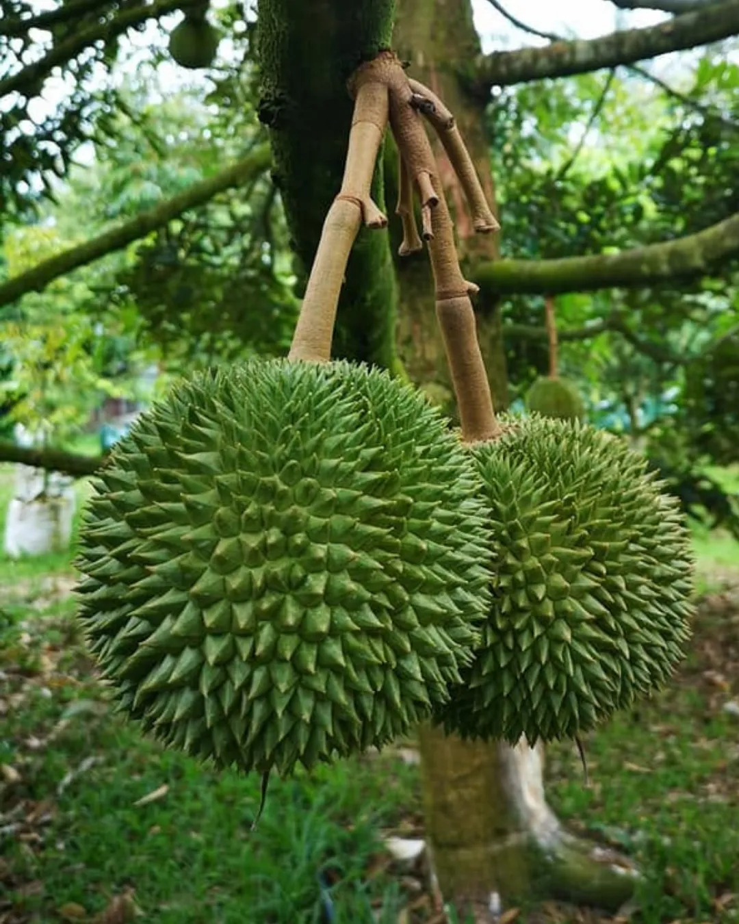 Durio zibethinus