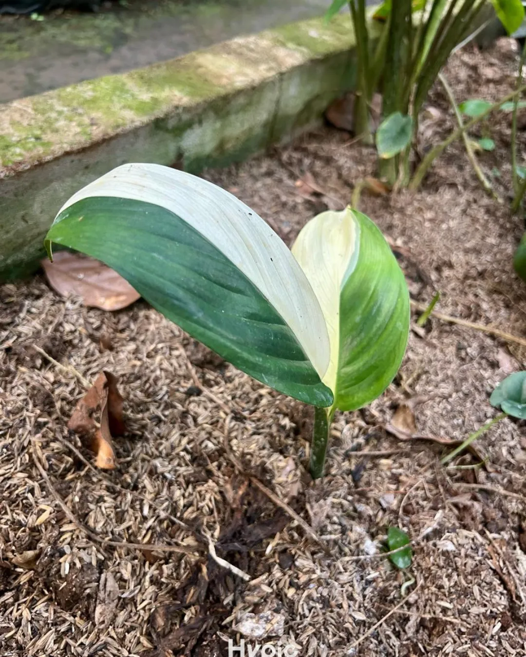 Epipremnum papuanum