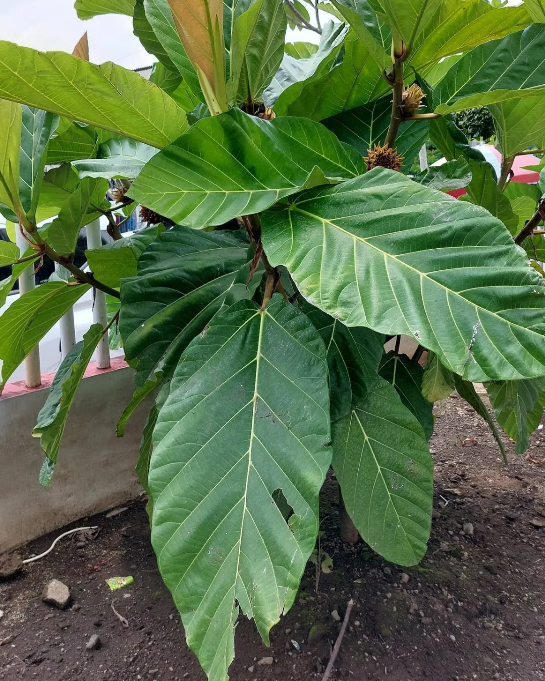 Ficus brusii (Lowland Breadfruit Fig)