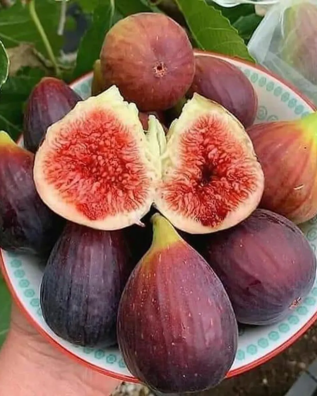 Ficus carica (Common Fig Tin)