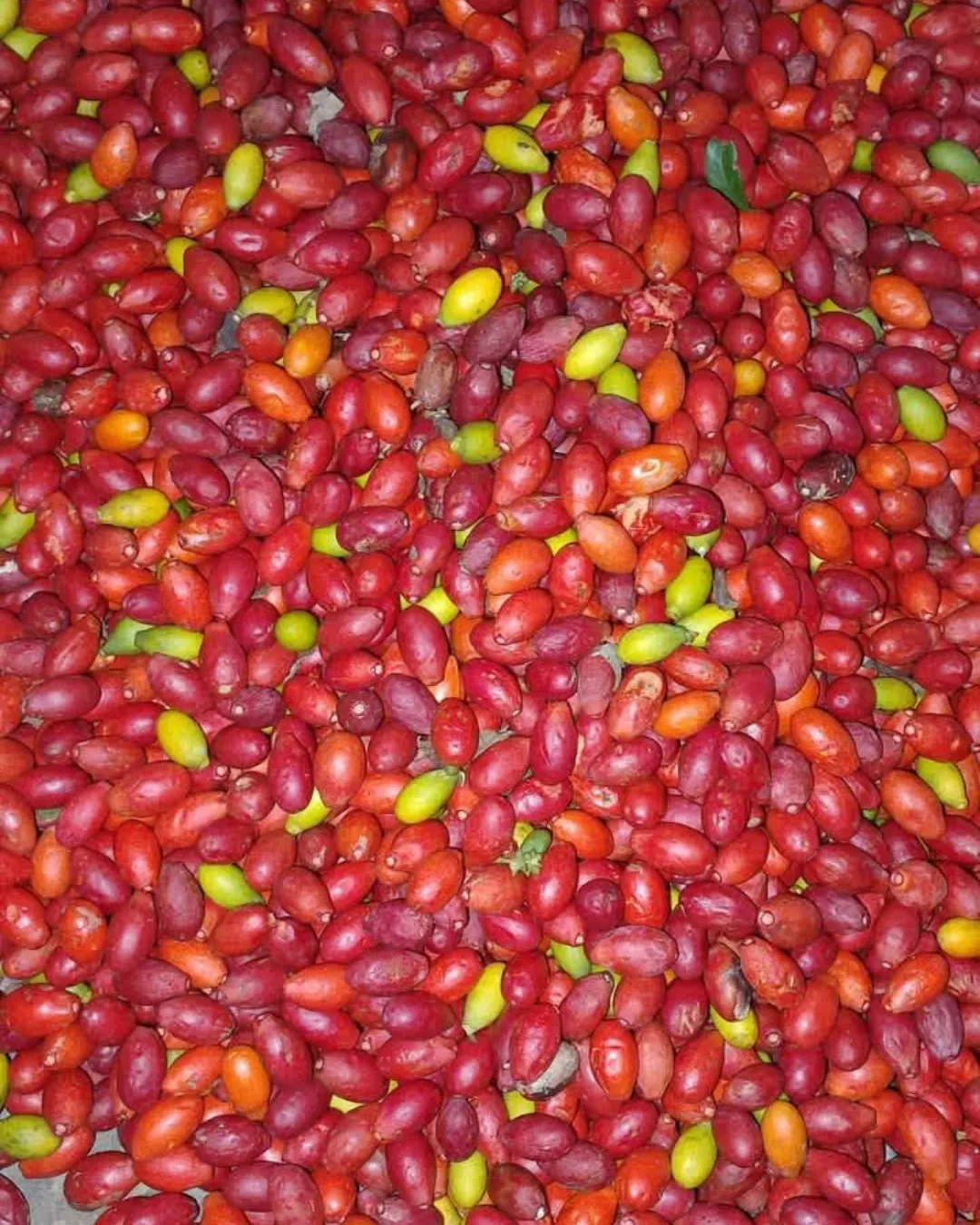 Gnetum gnemon seeds