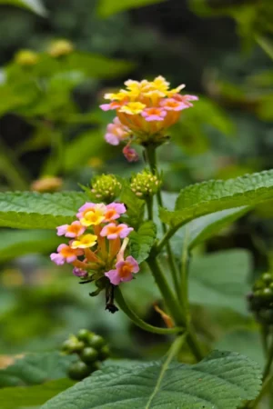 Lantana camara