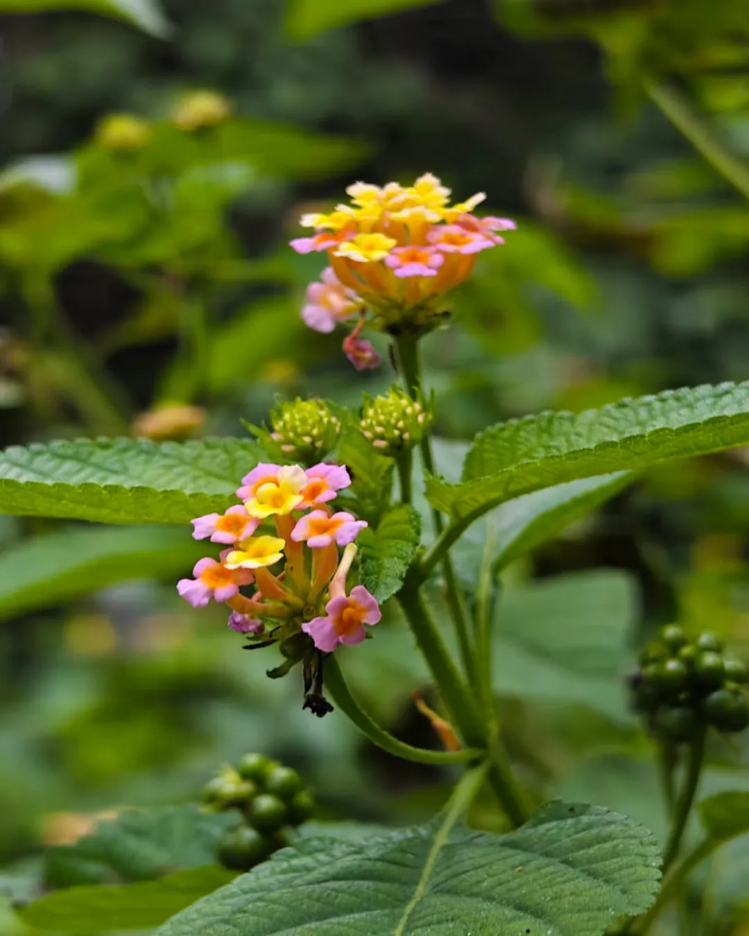 Lantana camara