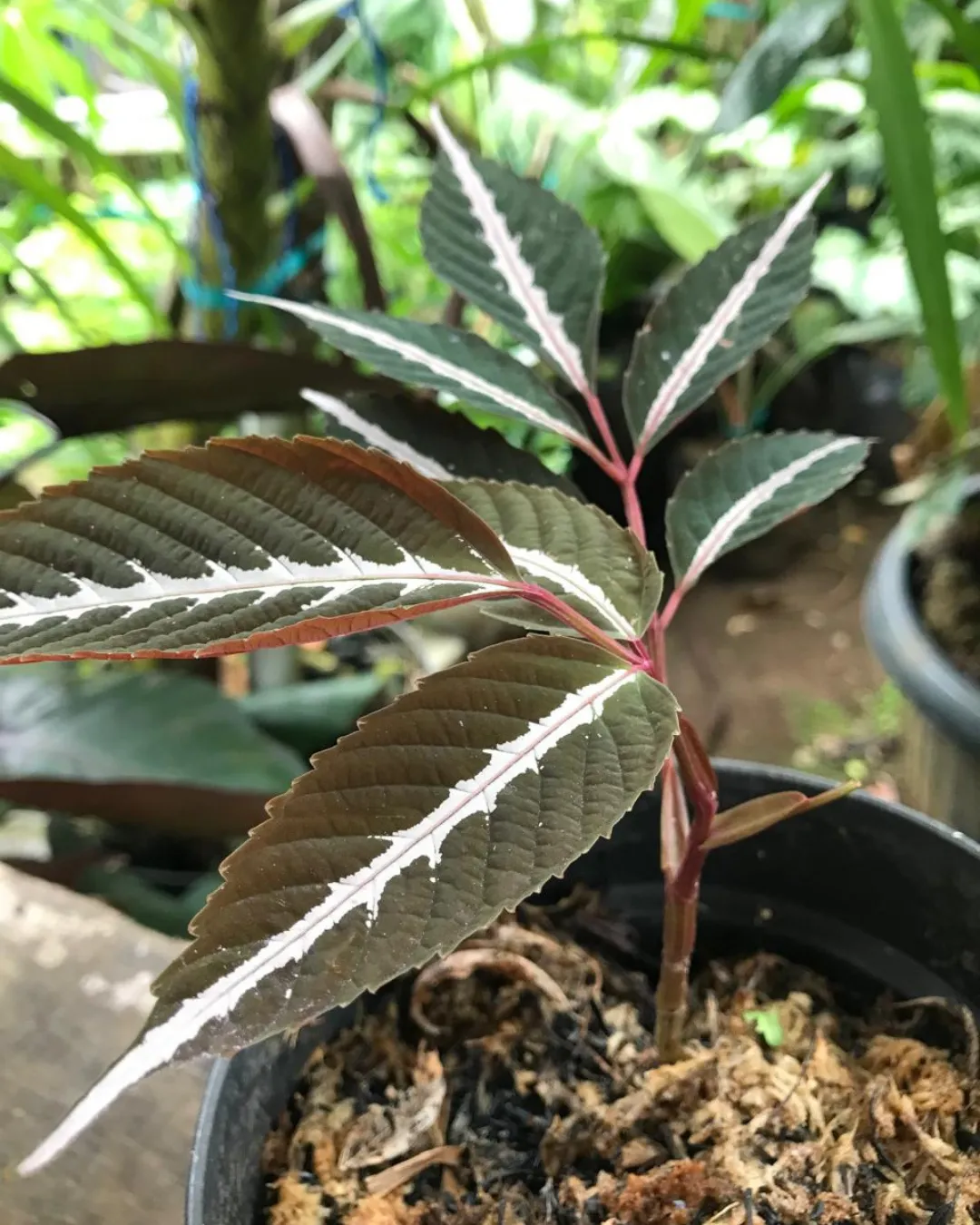 Leea amabilis