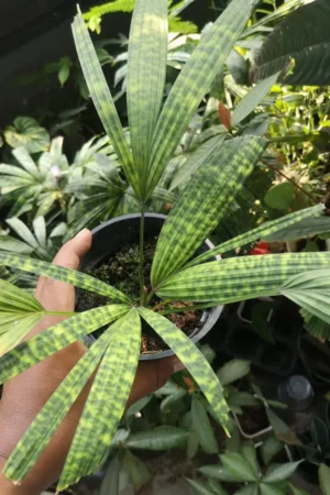 Licuala mattanensis (Mapu)