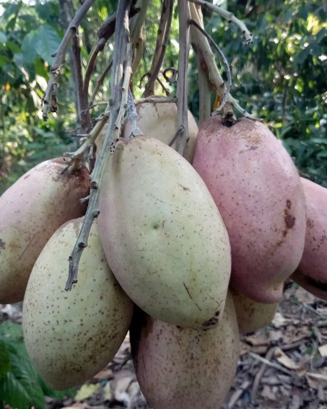 Mangifera caesia