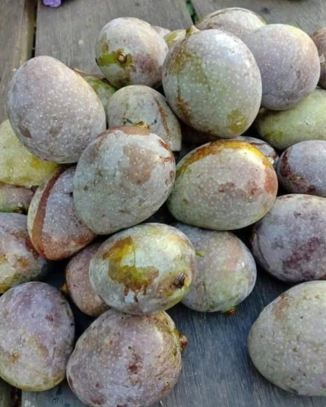 Mangifera casturi