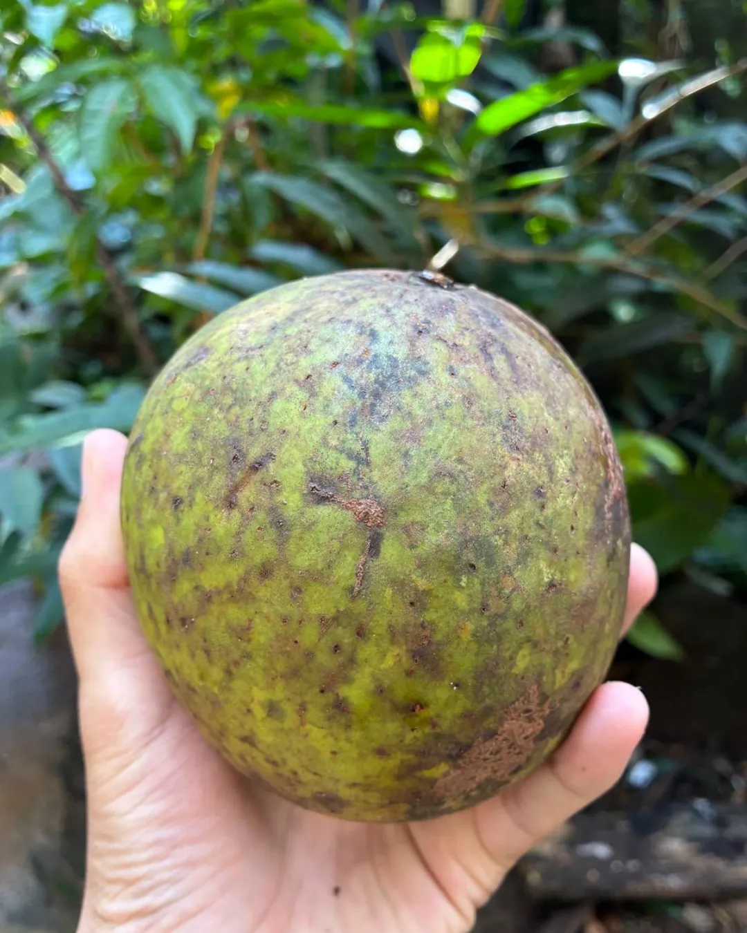 Mangifera foetida