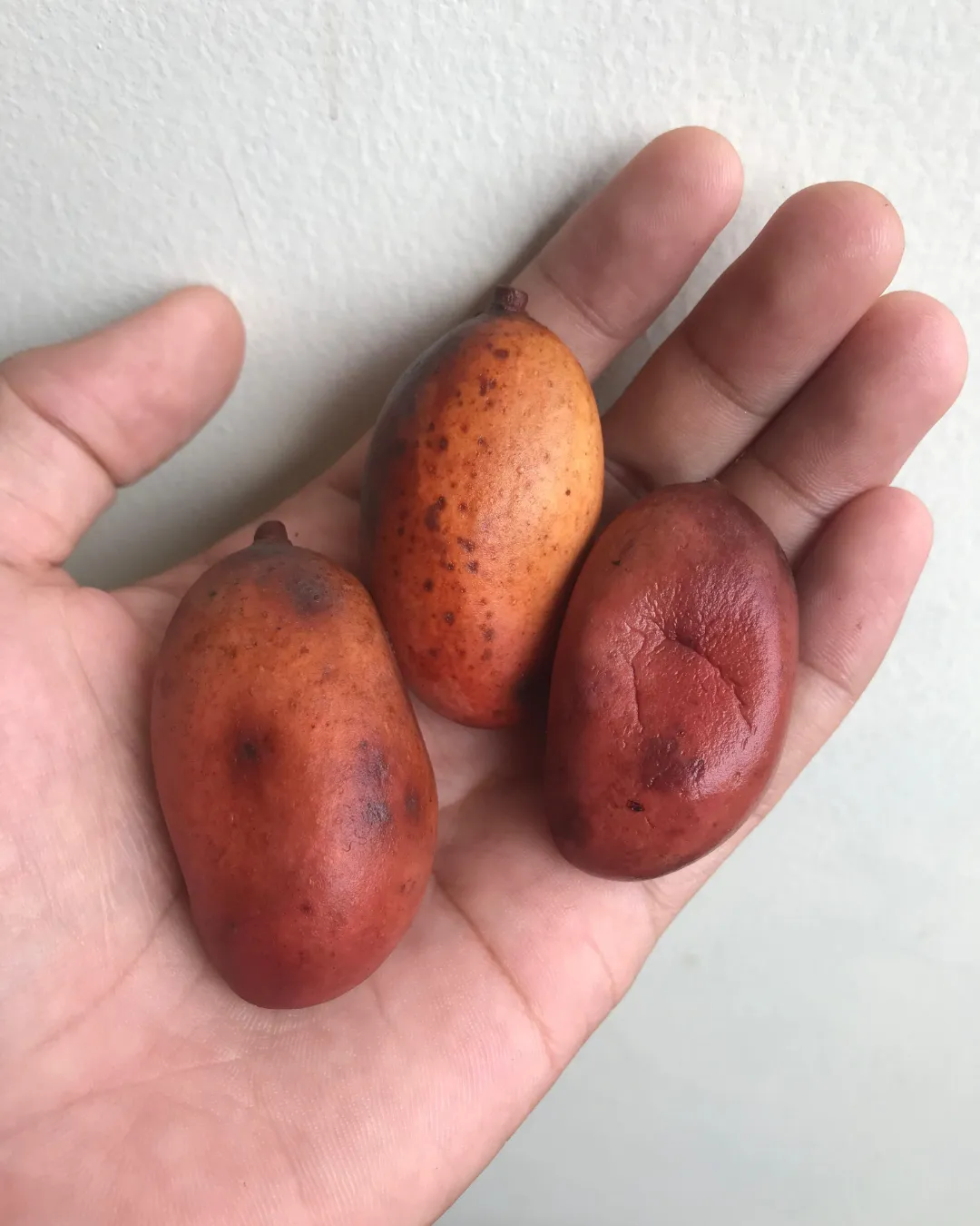 Mangifera griffithii
