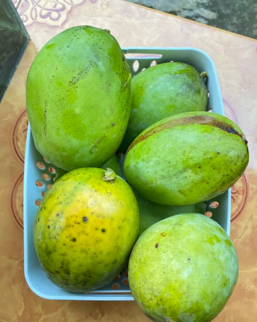 Mangifera odorata