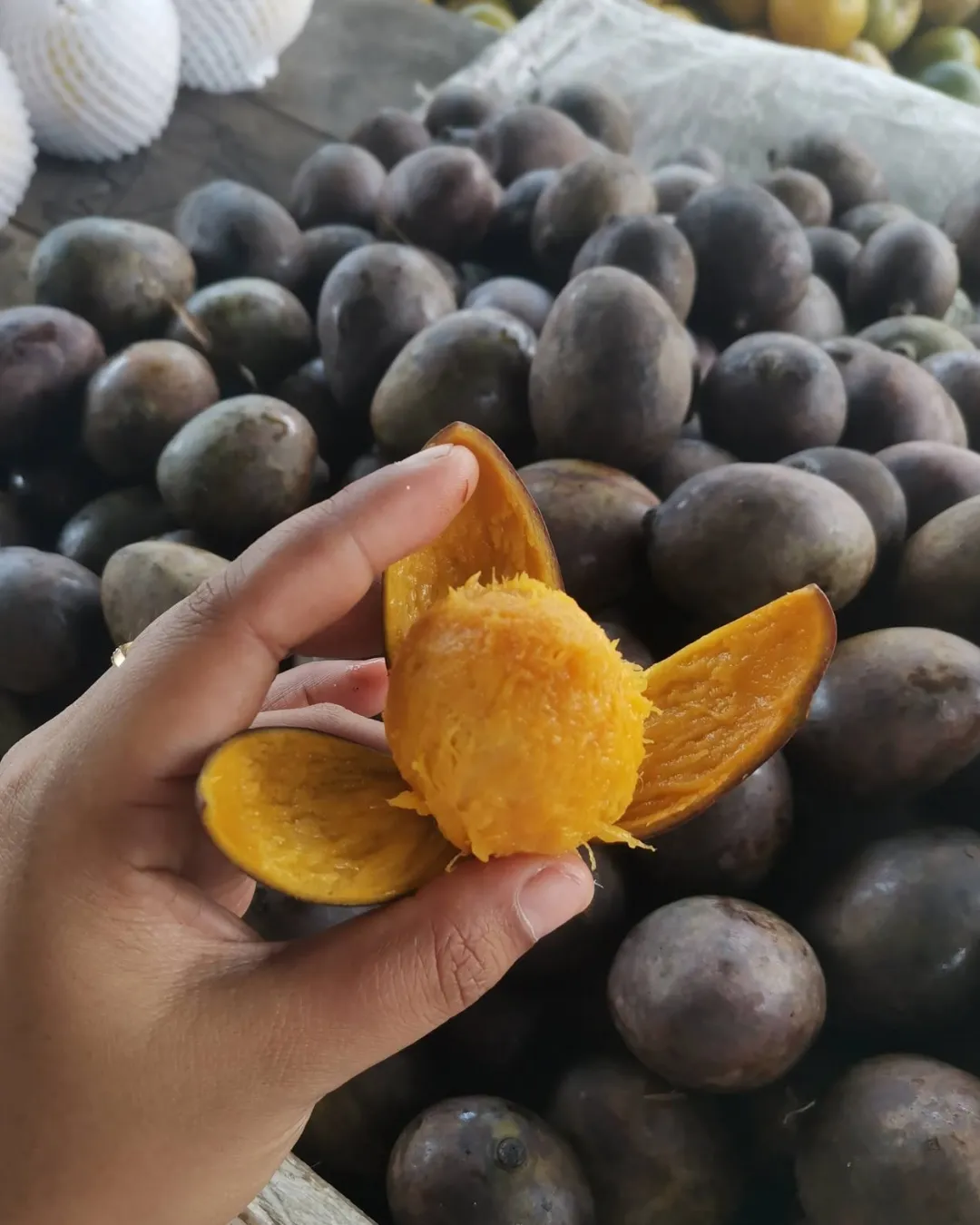 Mangifera quadrifida