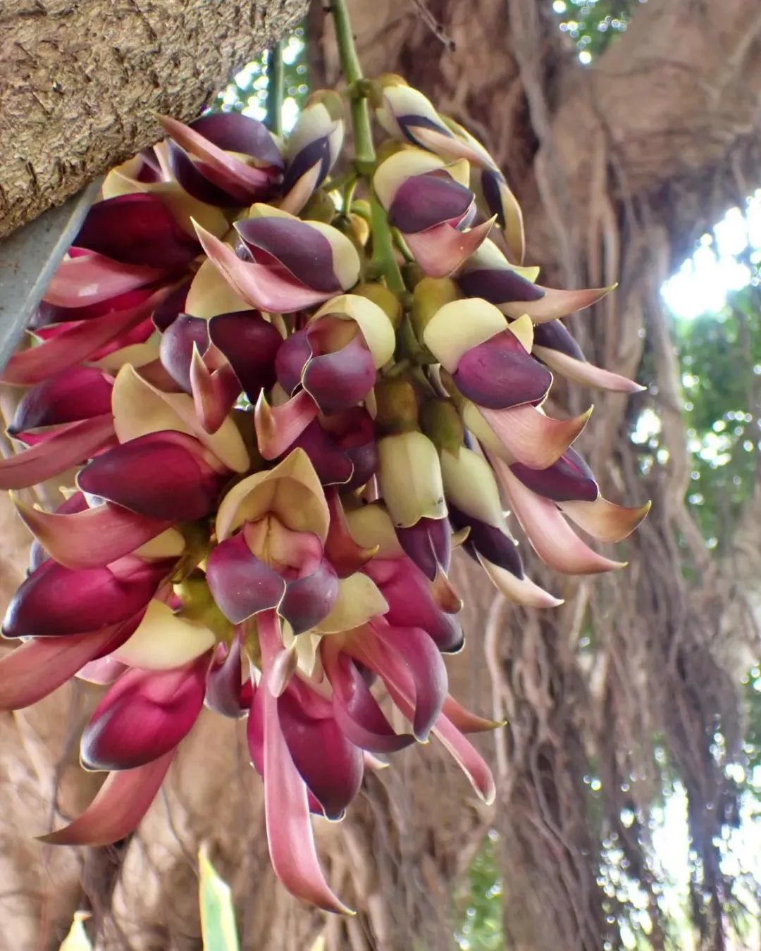 Mucuna macrocarpa (Saba Ling)