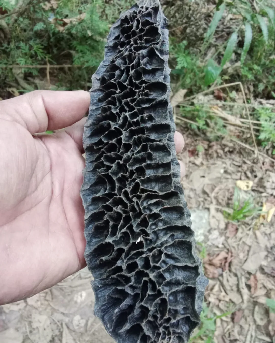 Mucuna reticulata seeds