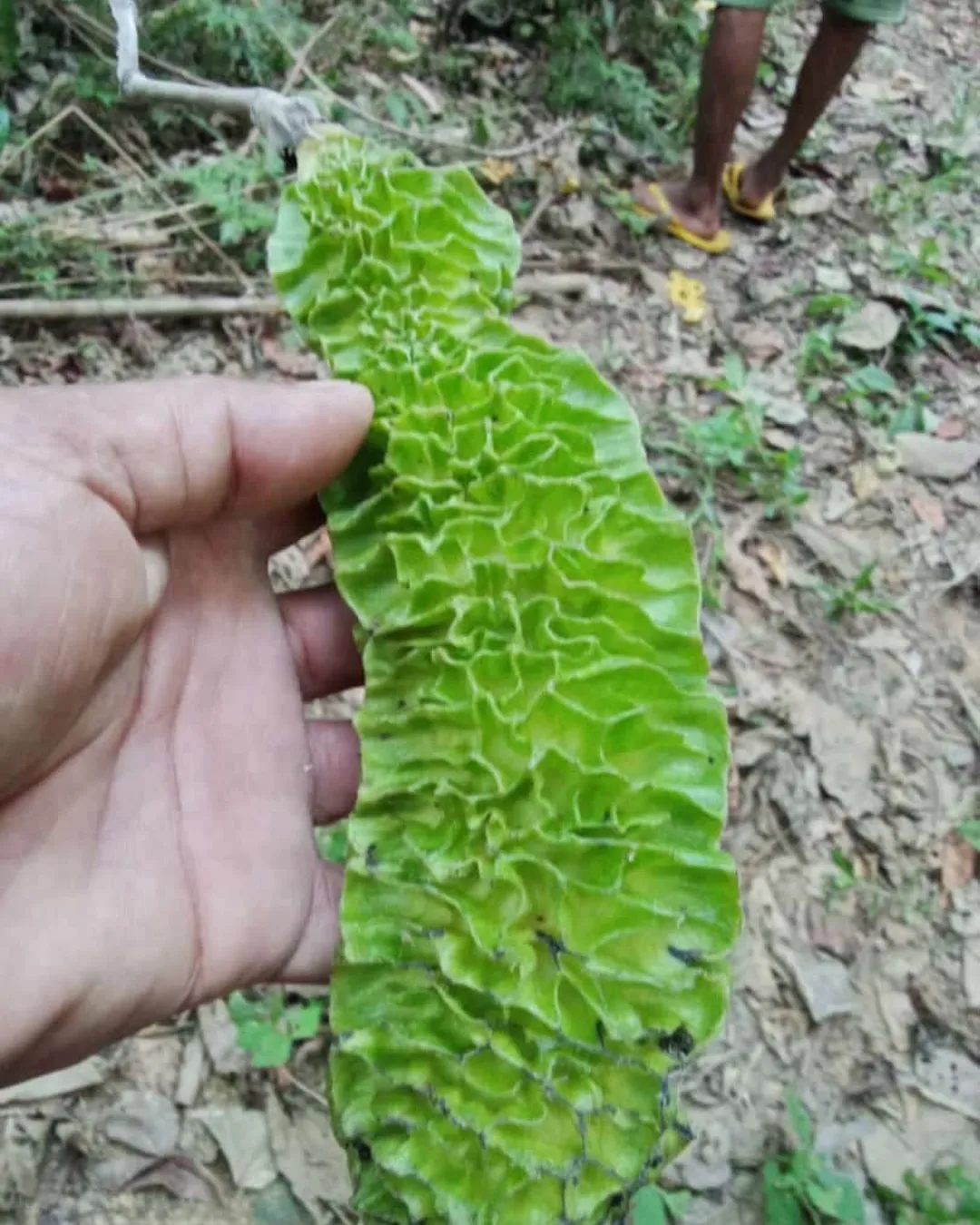 Mucuna reticulata
