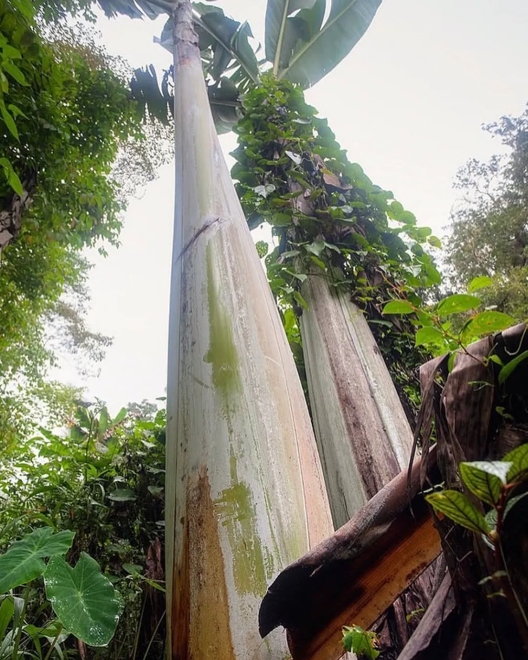 Musa ingens plant