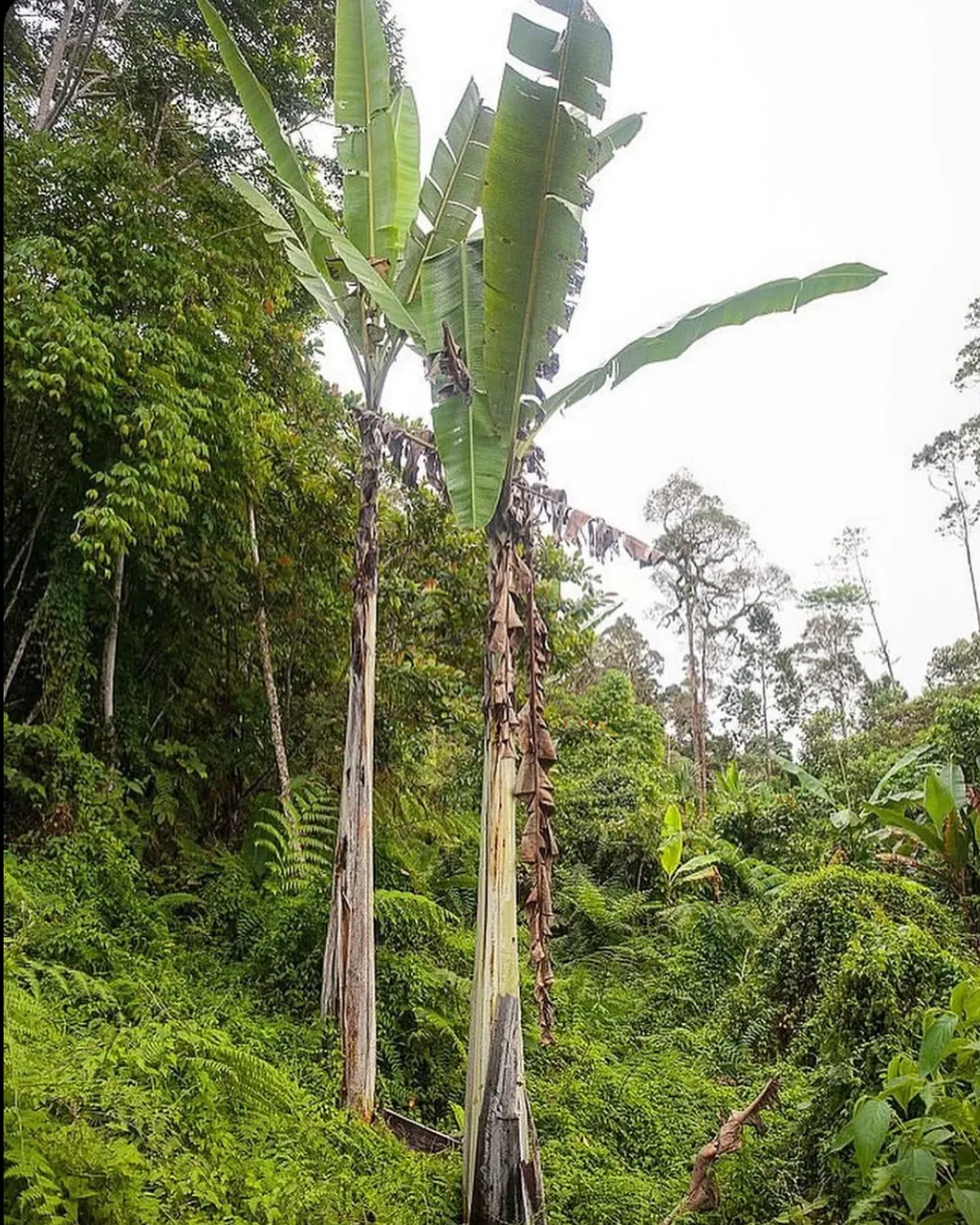 Musa ingens