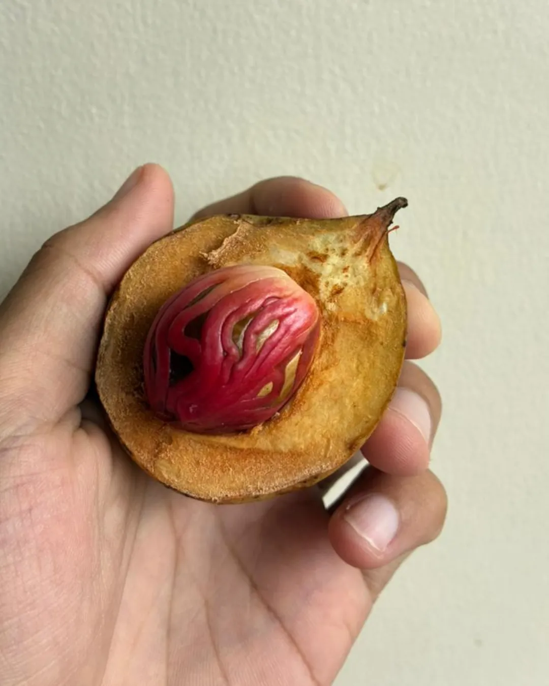 Myristica fragrans