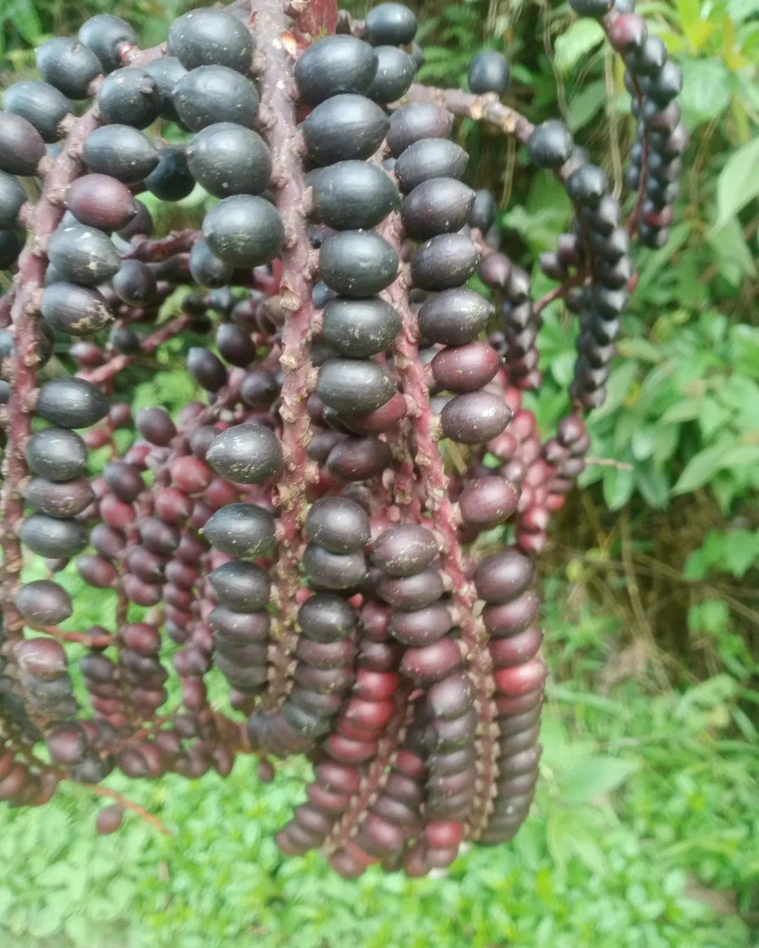 Pinanga celebica (Celebes Palm)
