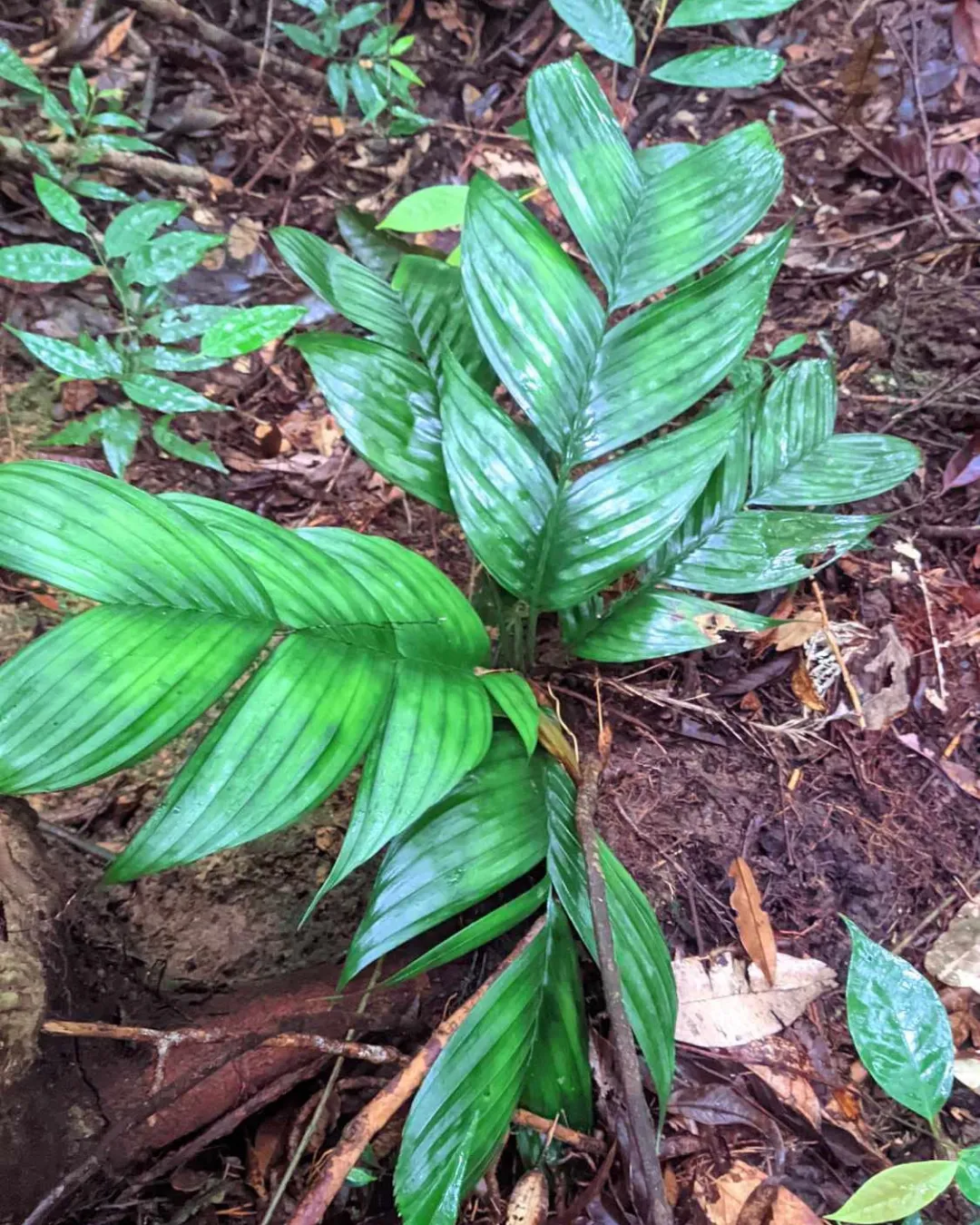 Pinanga subterranea (Pinang tanah palm)