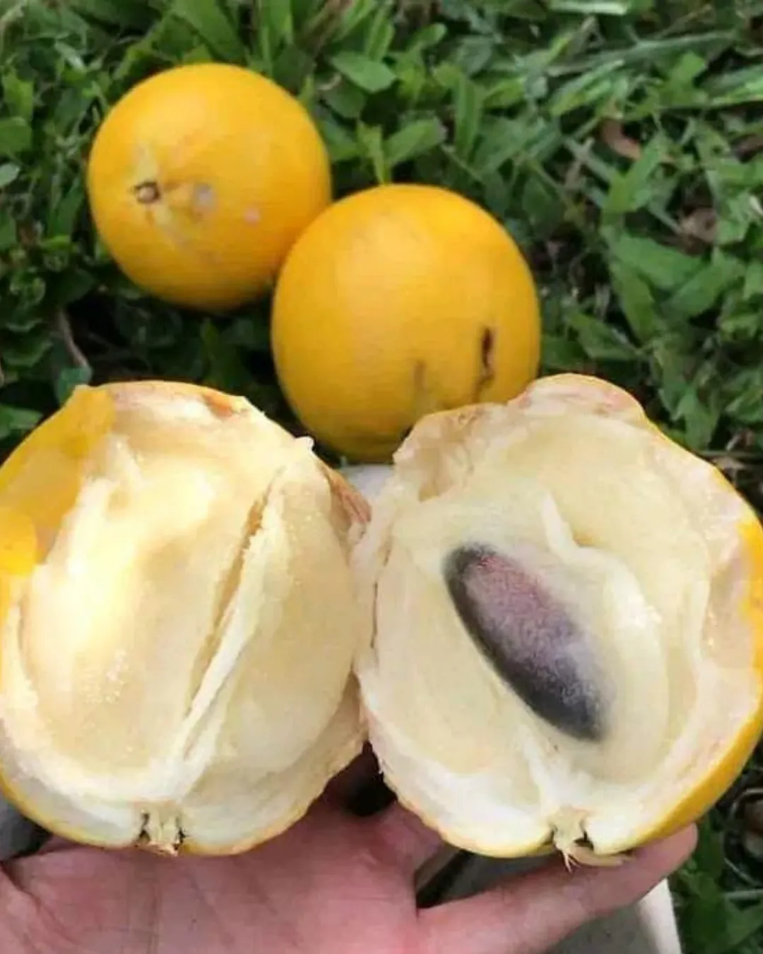 Pouteria caimito (Abiu)