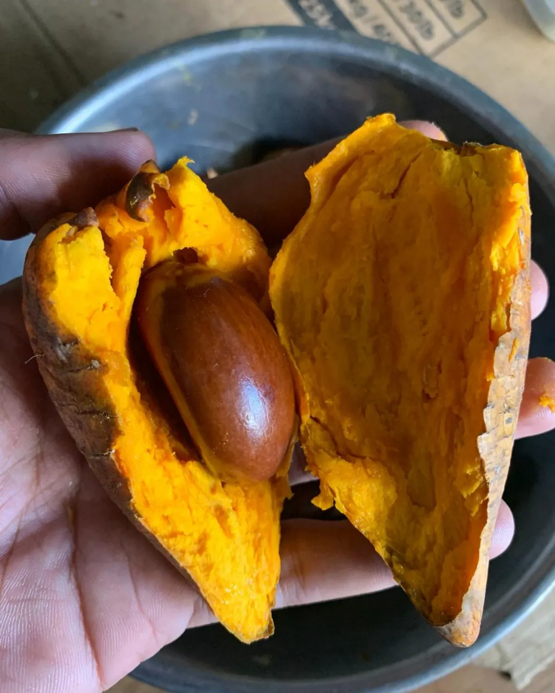 Pouteria campechiana (Canistel)