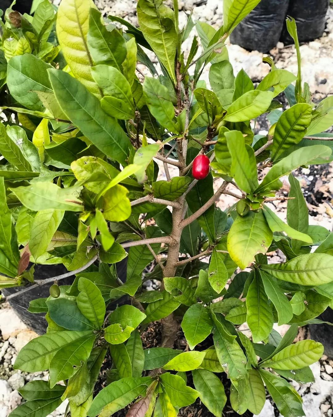 Synsepalum dulcificum (Miracle Fruit)