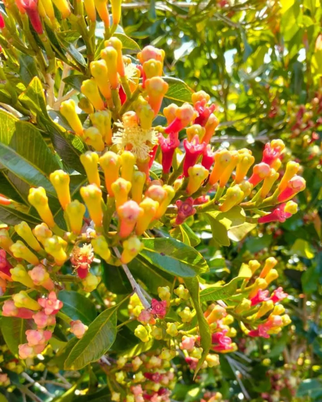 Syzygium aromaticum (Clove)