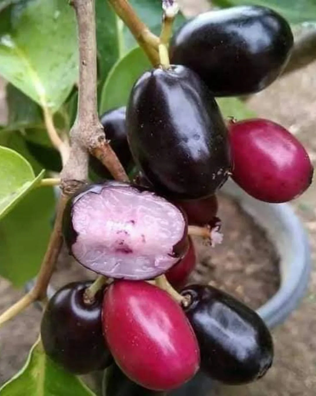 Syzygium cumini