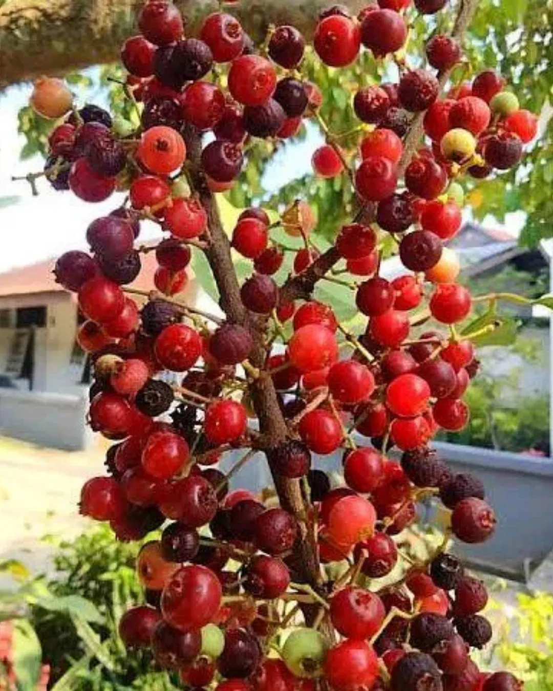 Syzygium polyanthum