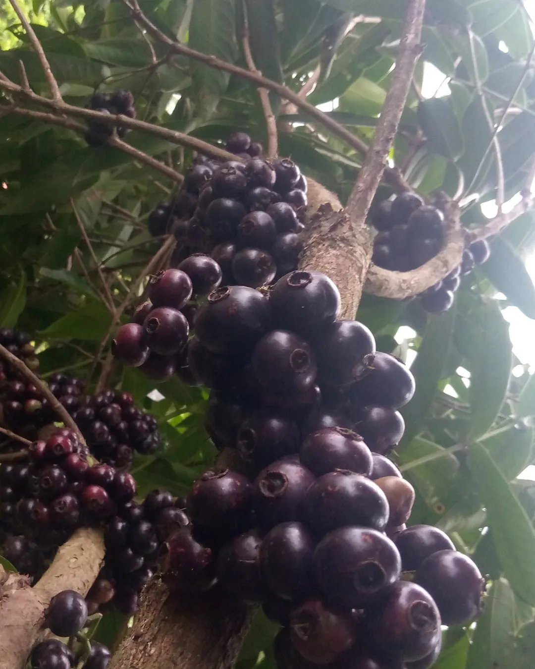 Syzygium polycephalum