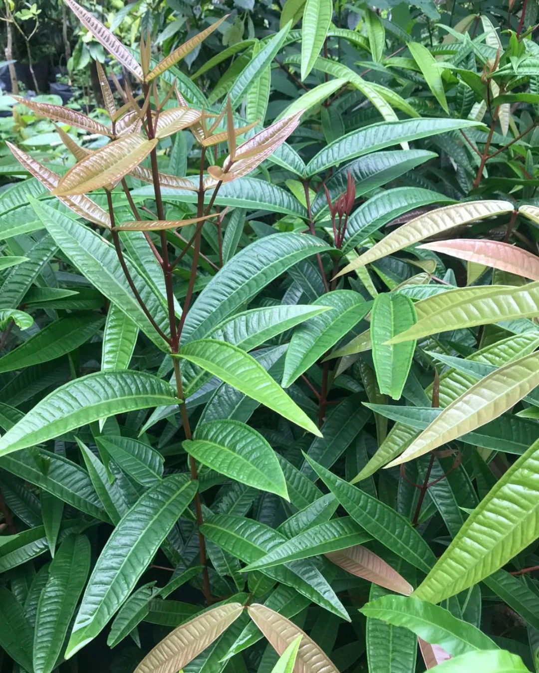 Syzygium rubrocarpum