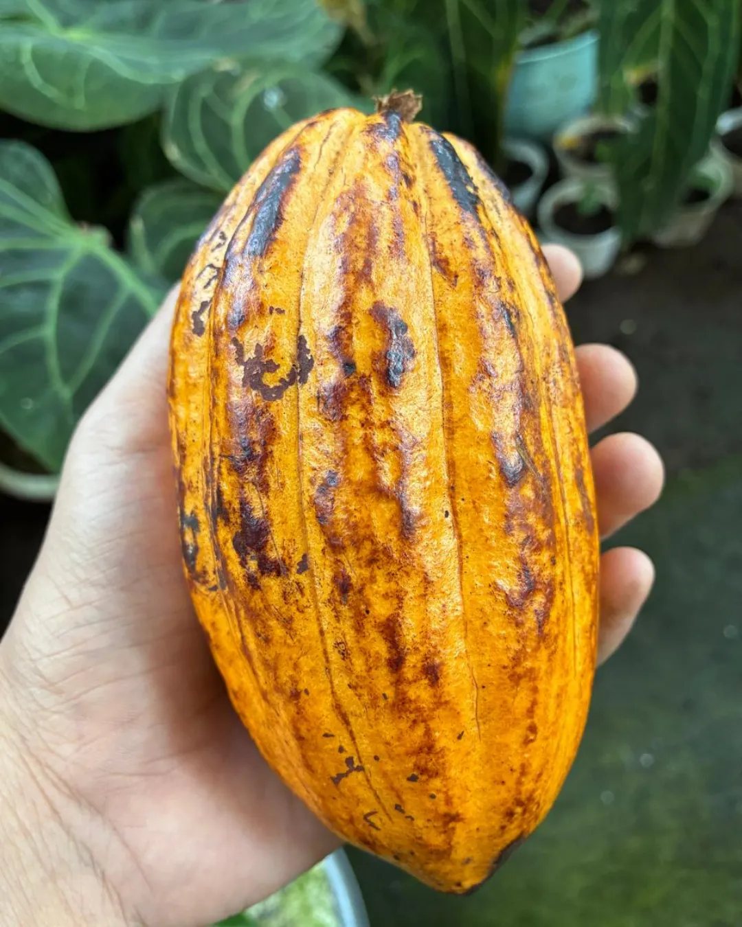 Theobroma cacao (Chocolate)