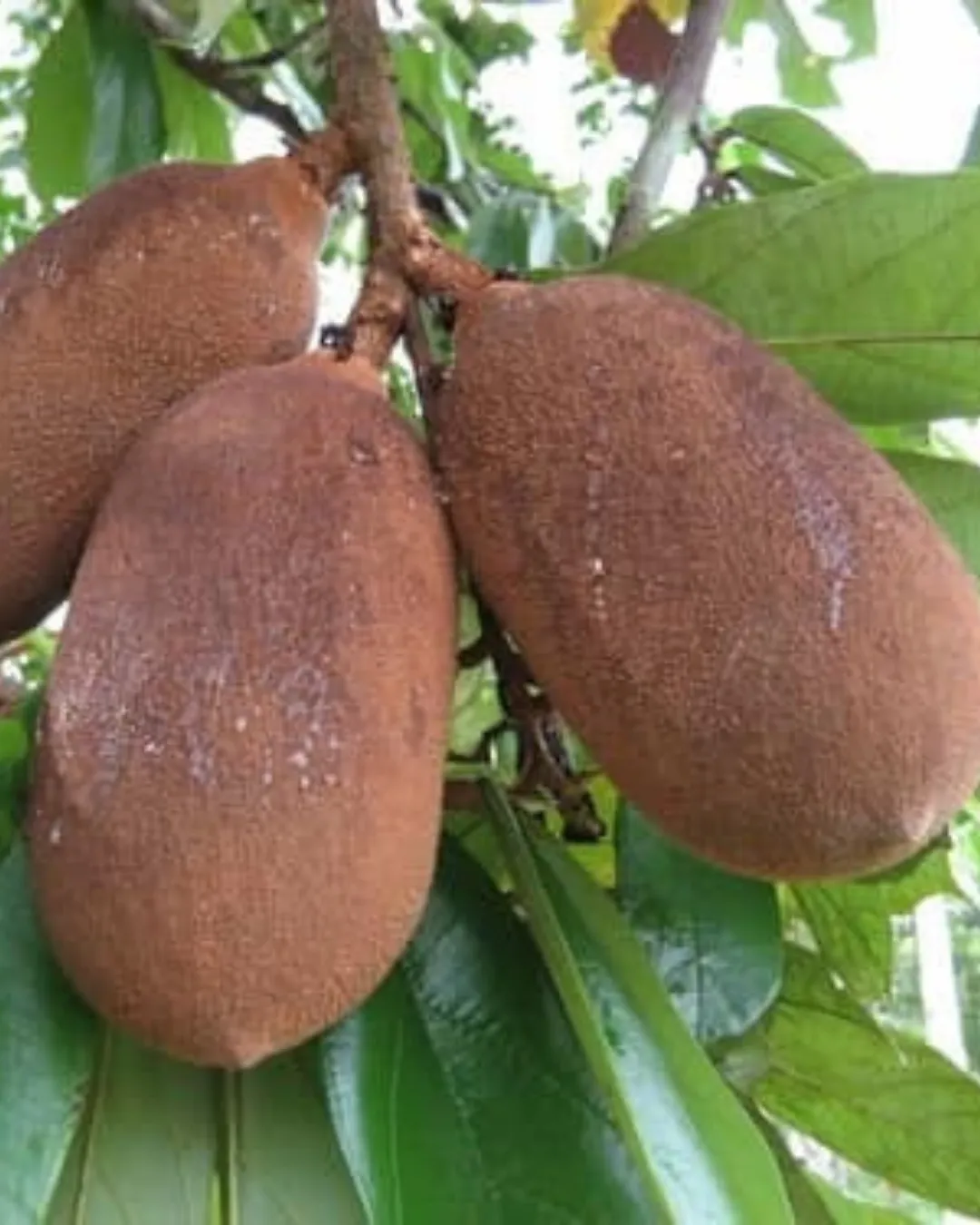 Theobroma grandiflorum