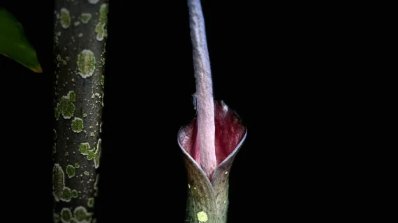 Amorphophallus borneensis: The Enigmatic Giant Aroid of Borneo’s Forests