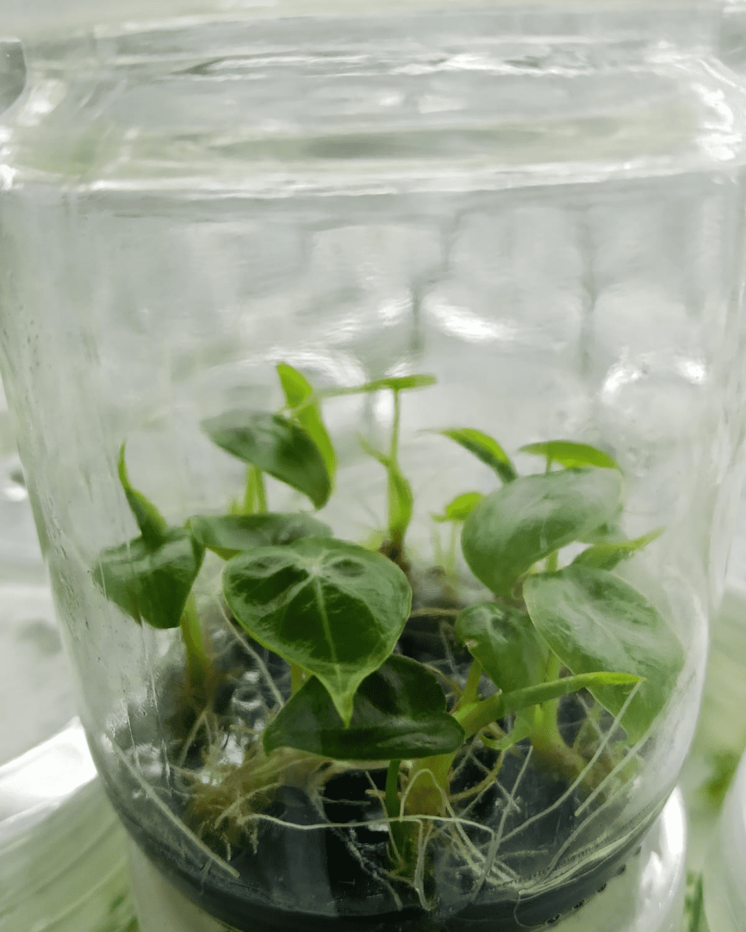 Alocasia melo Tissue Culture