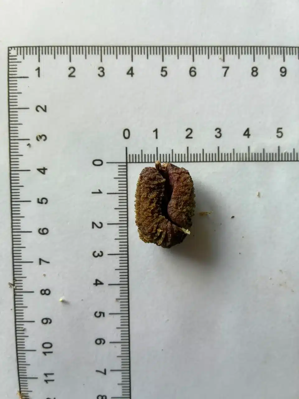 Syzygium jiewhoei
