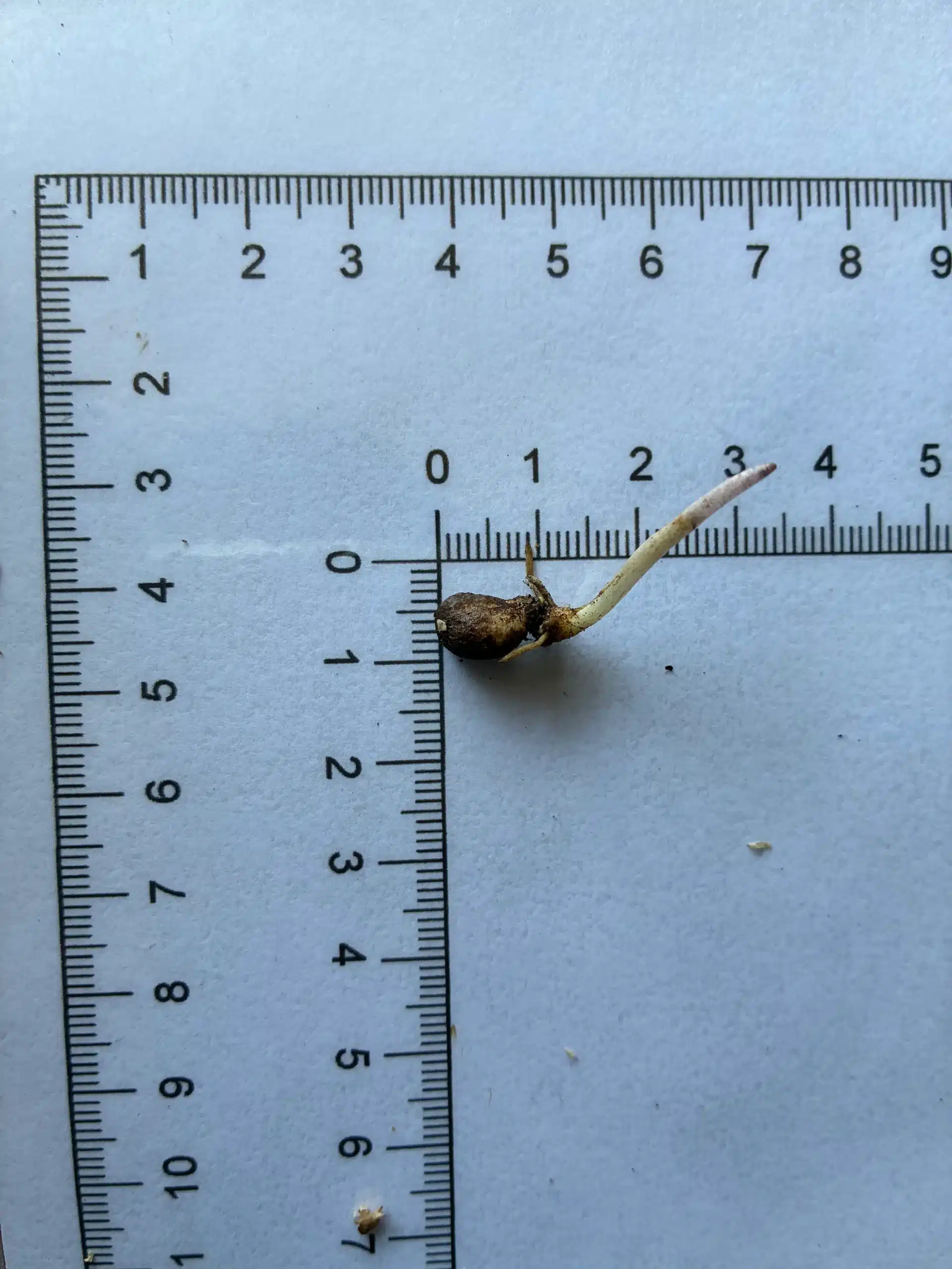 Amorphophallus asper seeds