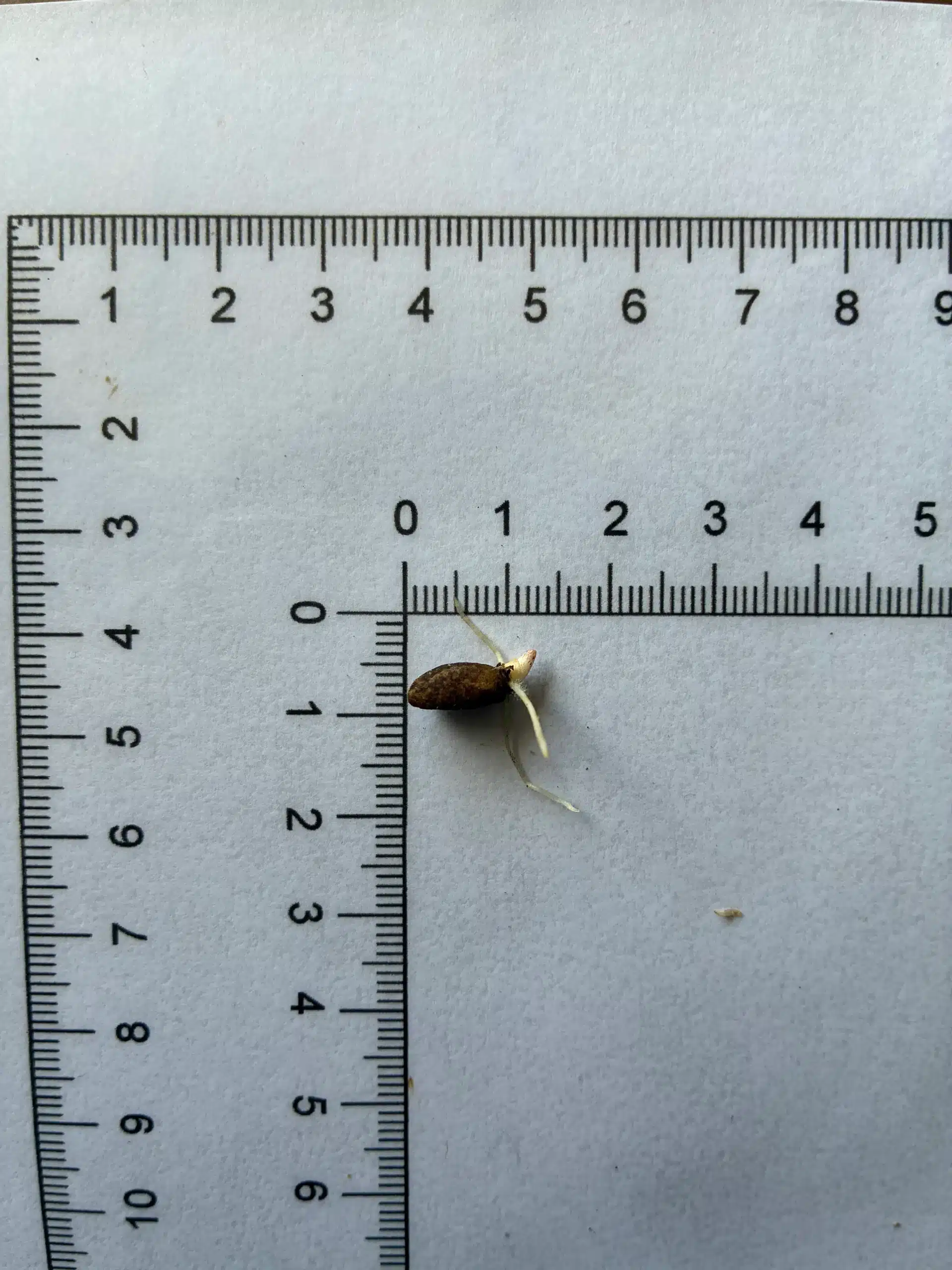 Amorphophallus gigas seeds