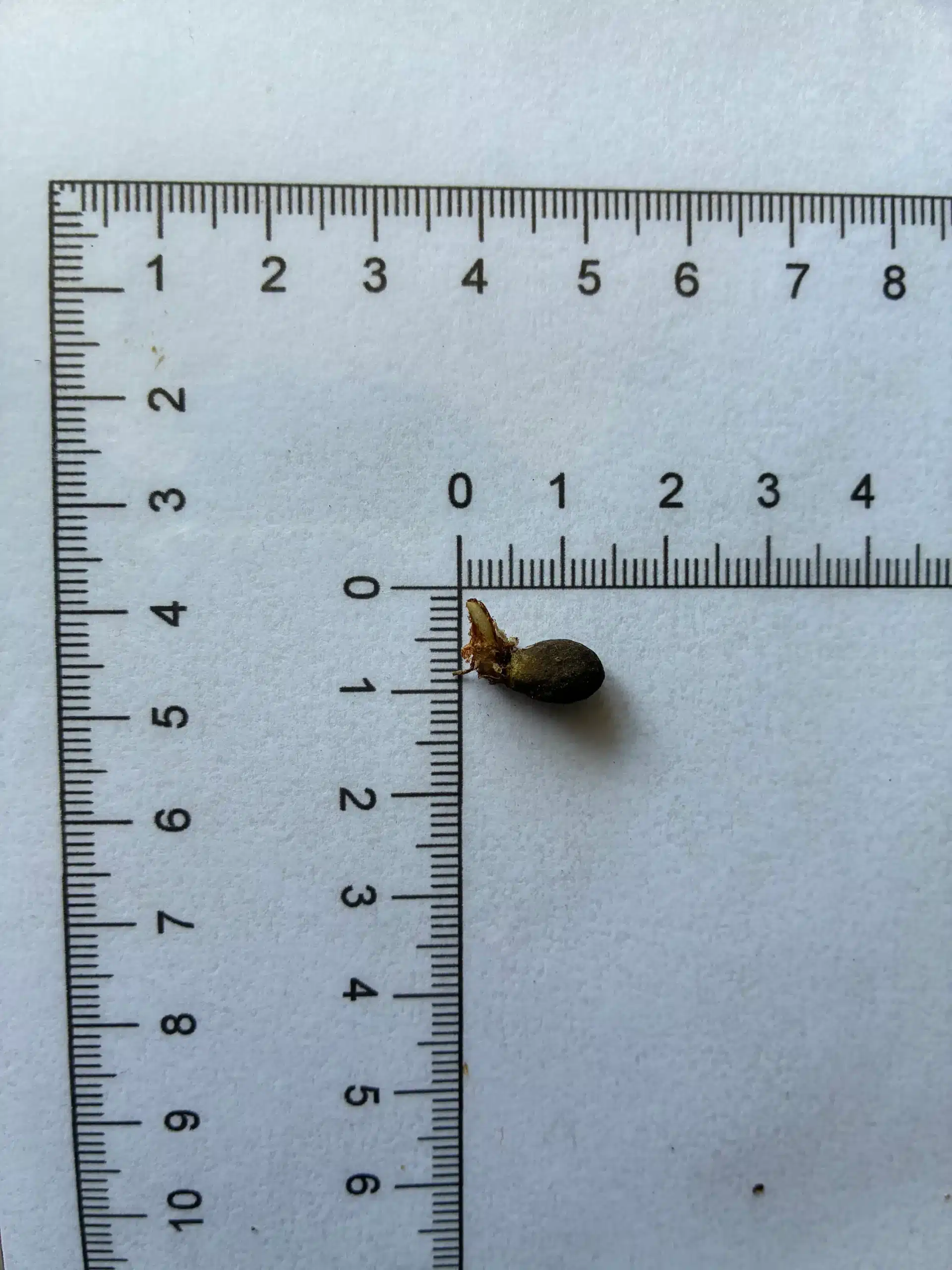 Amorphophallus hewittii seeds