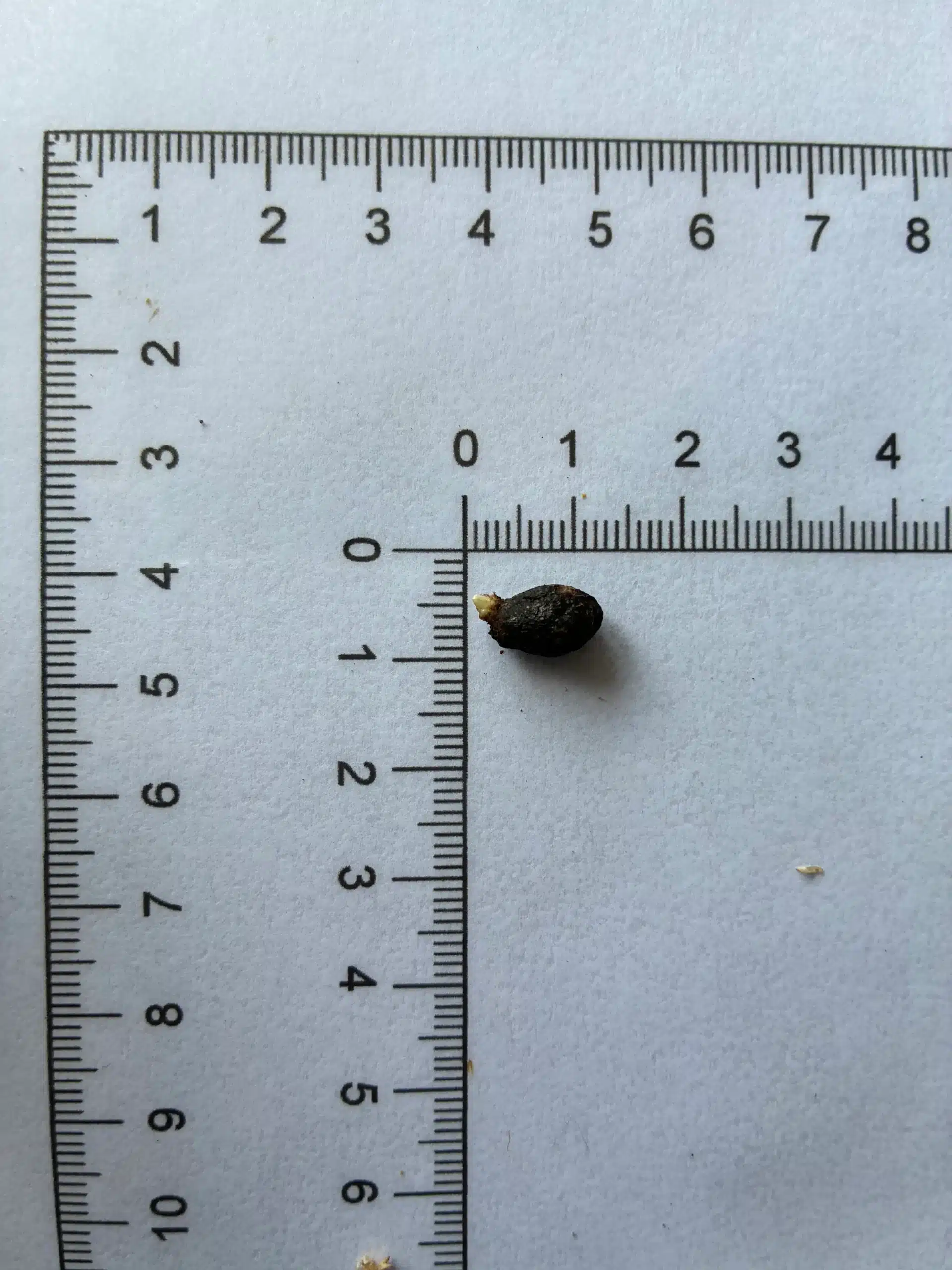 Amorphophallus plicatus seeds
