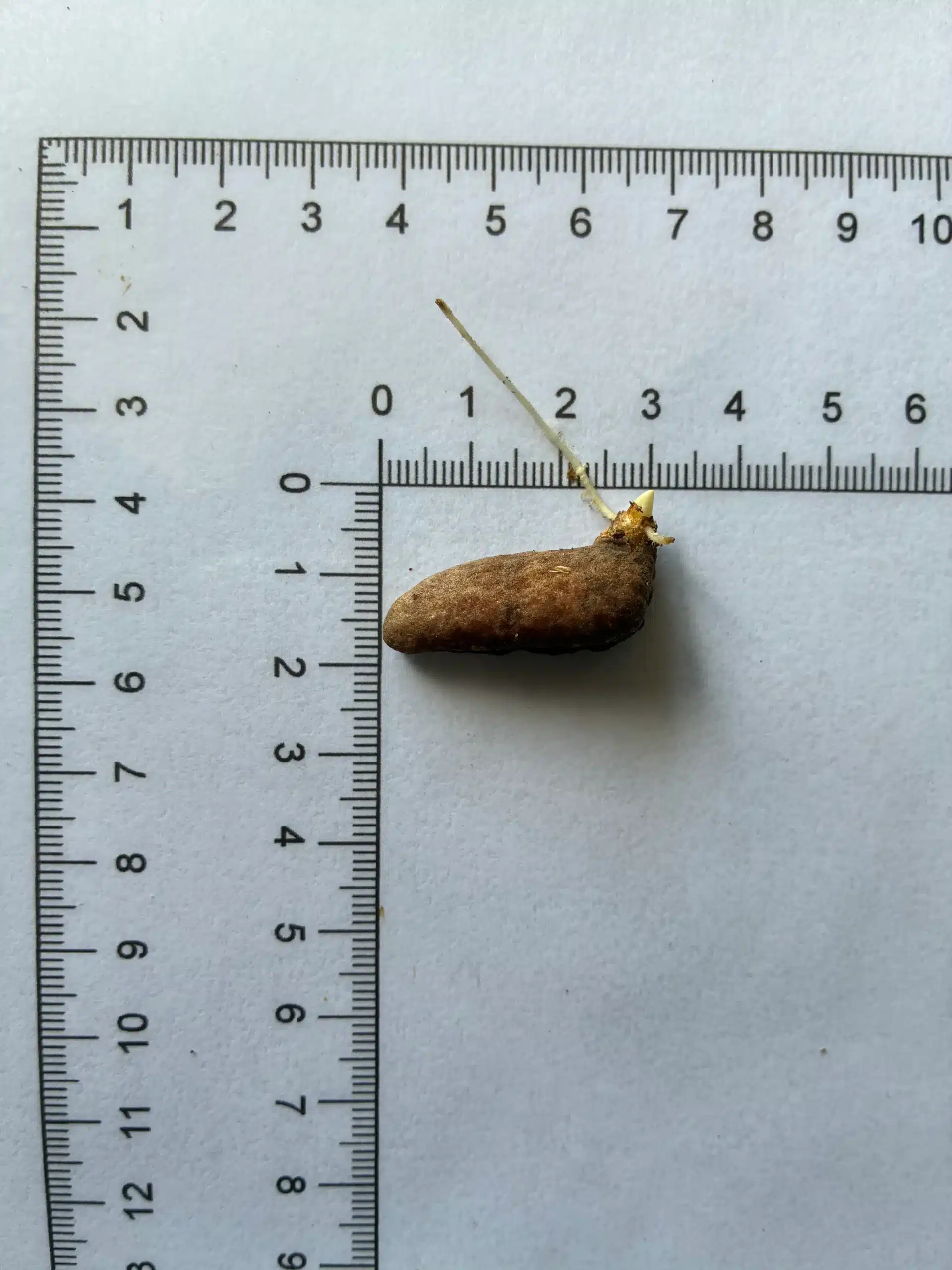 Amorphophallus titanum seeds