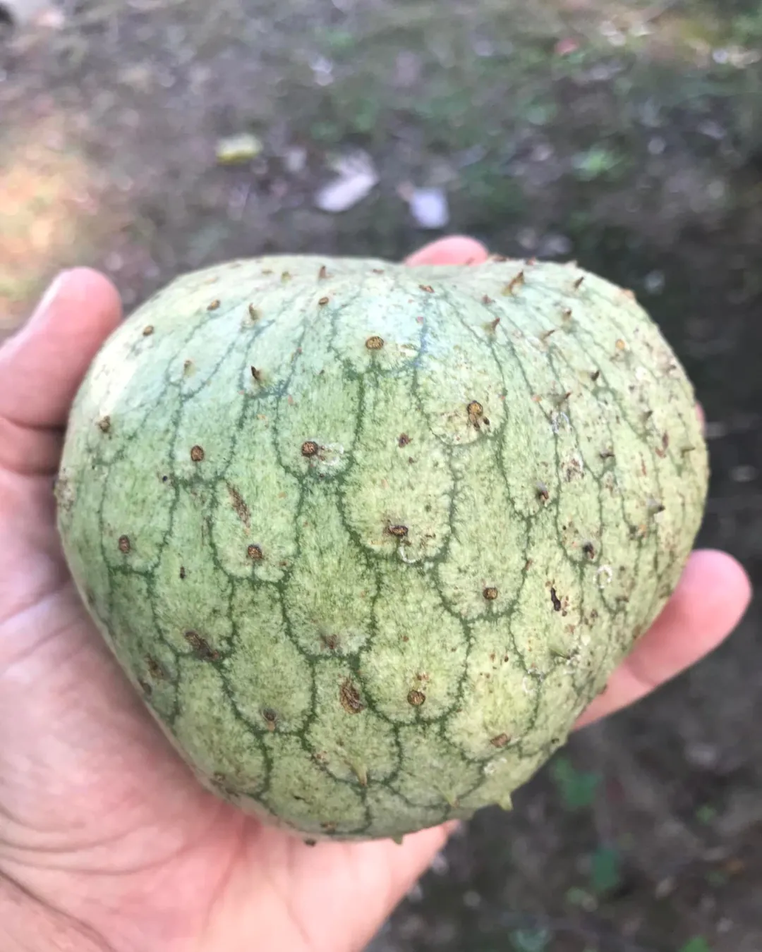 Annona montana
