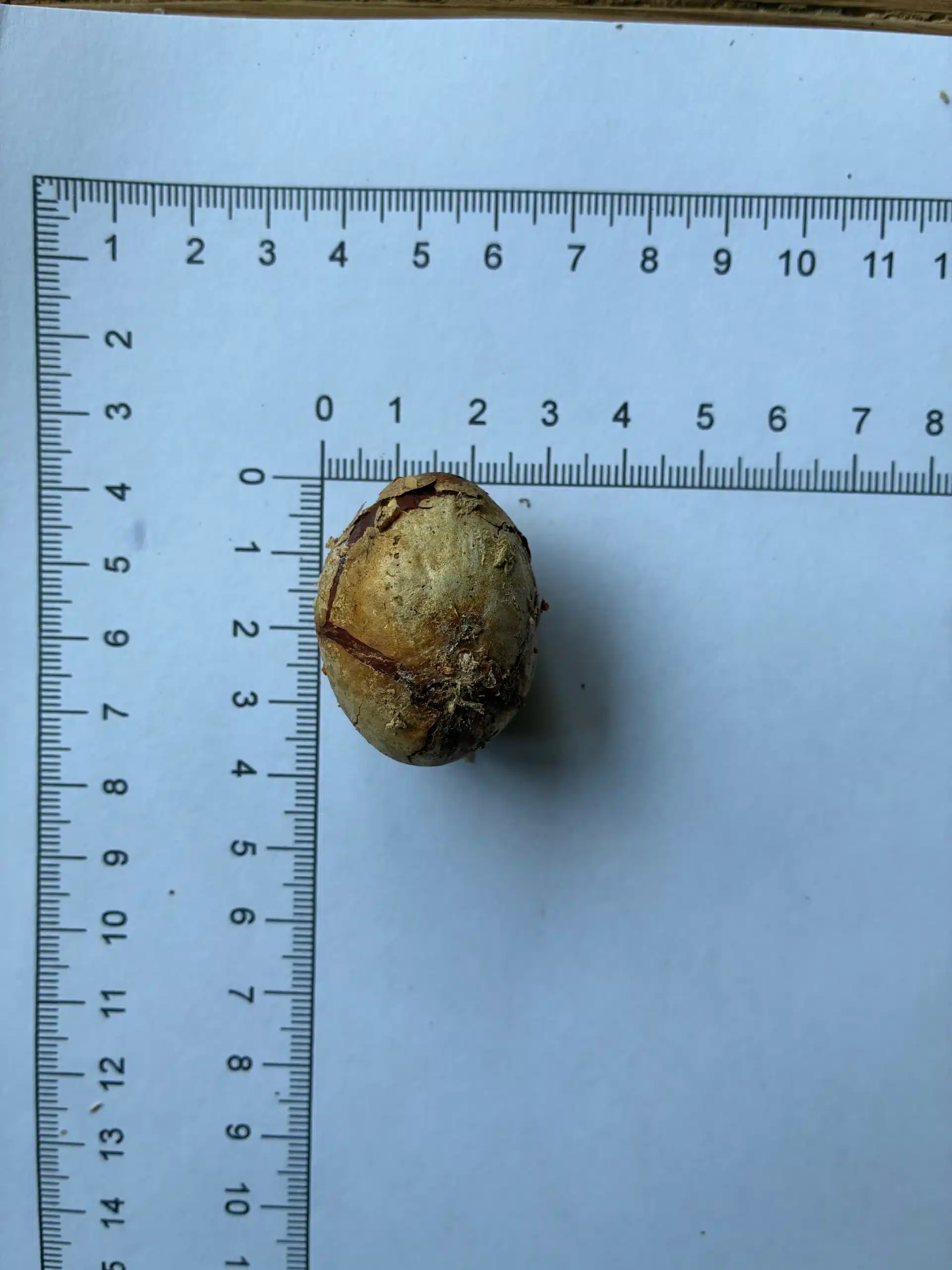 Artocarpus champeden seeds