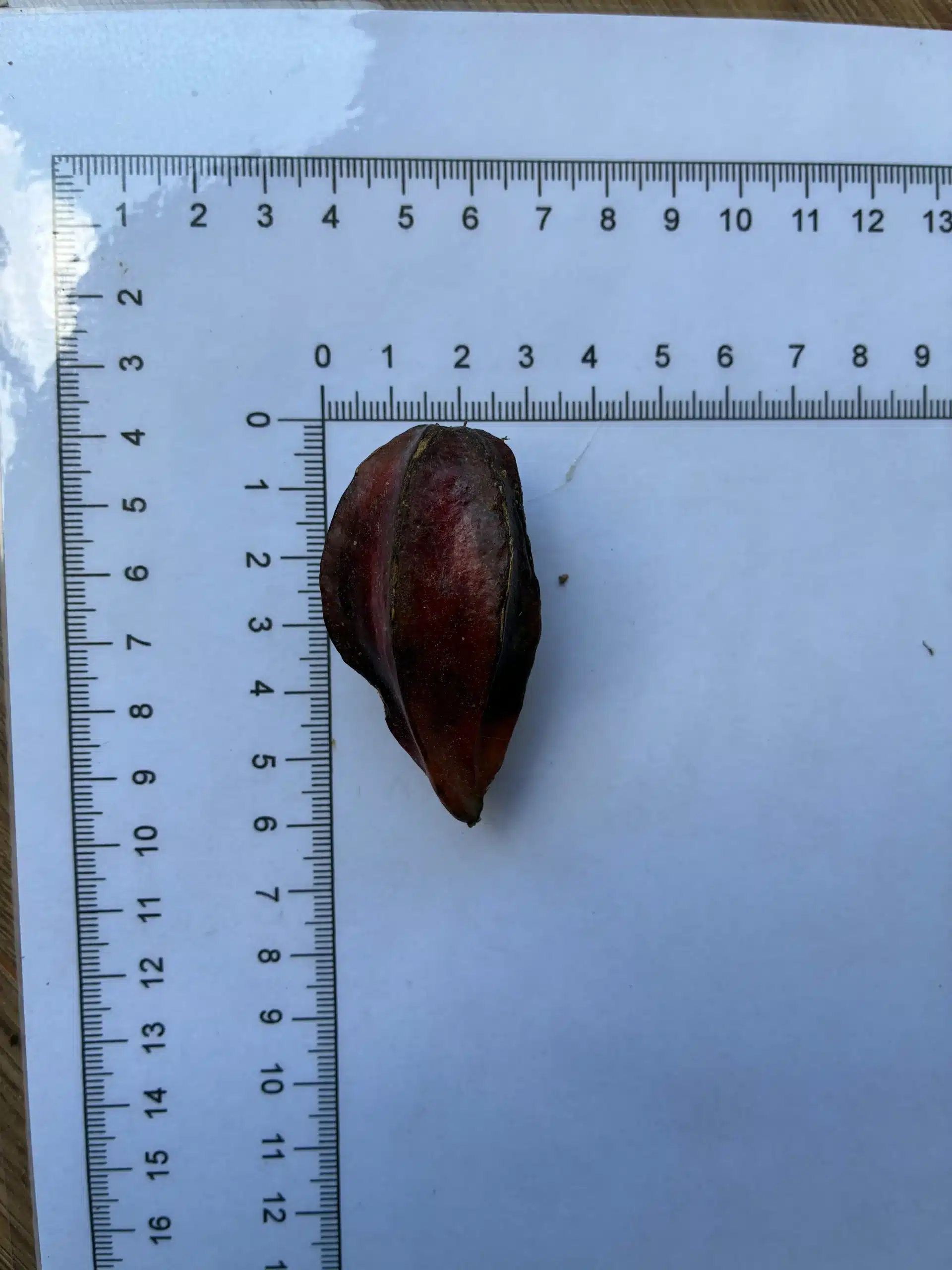 Baccaurea angulata fruit